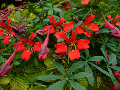 Heirloom Scottish Flame Flower seeds for Planting Colorful Display Heirloom & GMO Free Seeds for Home Garden