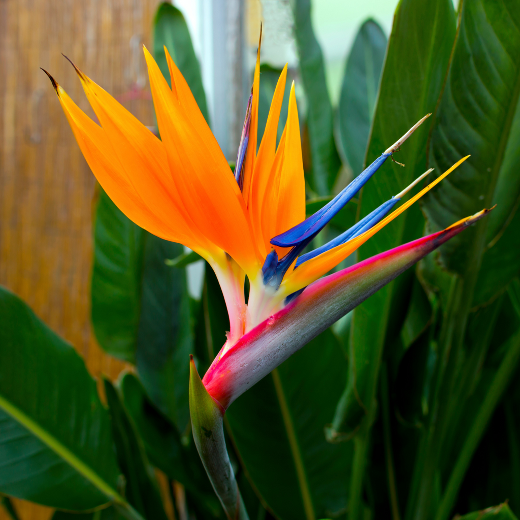 Mixed Strelitzia Flower seeds for Planting Drought Tolerant, Heirloom & GMO Free Seeds for Home Garden vegetable and garden seeds