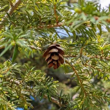 Planting Brown Tsuga Heterophylla Tree Seeds