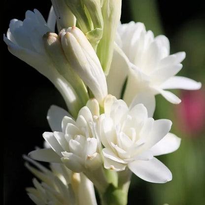 Tuberose Flower seeds for Planting - Vibrant Colors, Heirloom & GMO Free Seeds for Home Garden