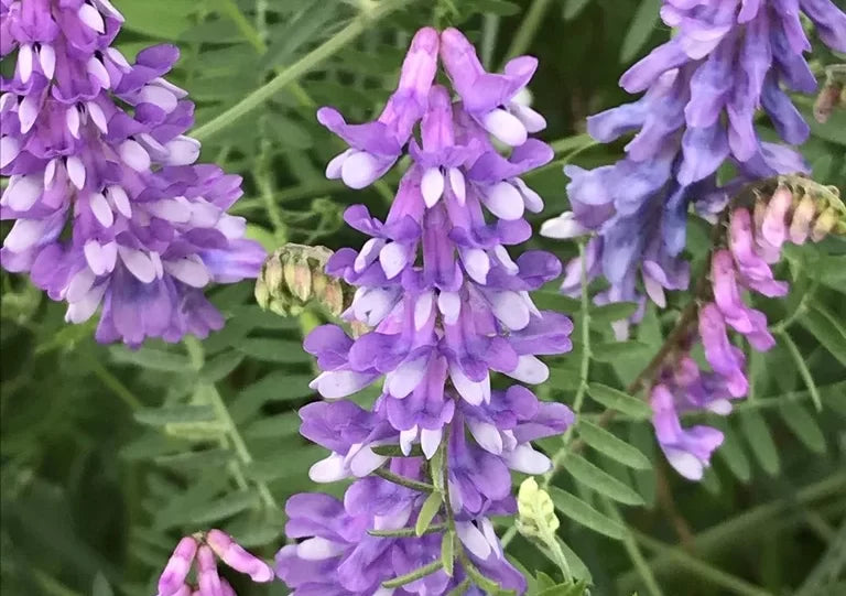 Purple Vetch Flower seeds for Planting Bright Blooms, Heirloom & GMO Free Seeds for Home Garden seeds for planting