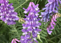 Purple Vetch Flower seeds for Planting Bright Blooms, Heirloom & GMO Free Seeds for Home Garden seeds for planting