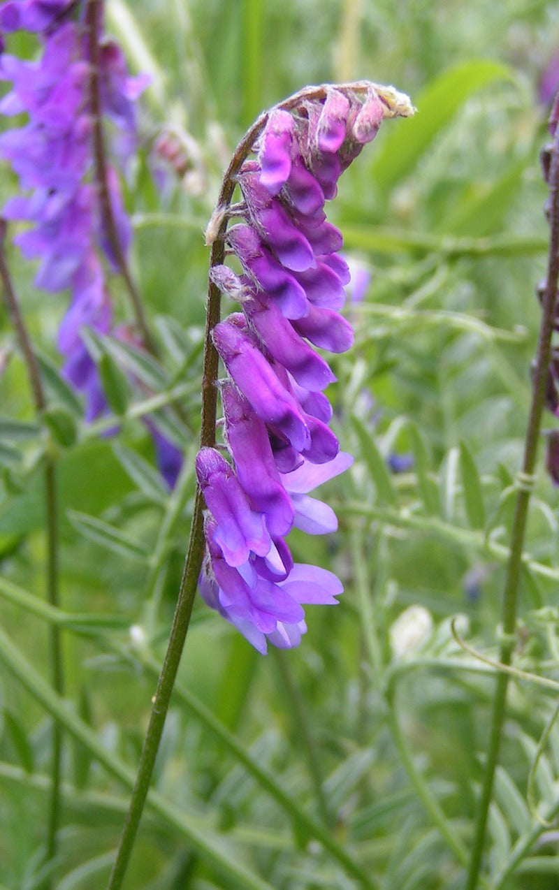Premium Purple Vetch Flower seeds for Planting Bright Blooms, Heirloom & GMO Free Seeds for Home Garden seeds