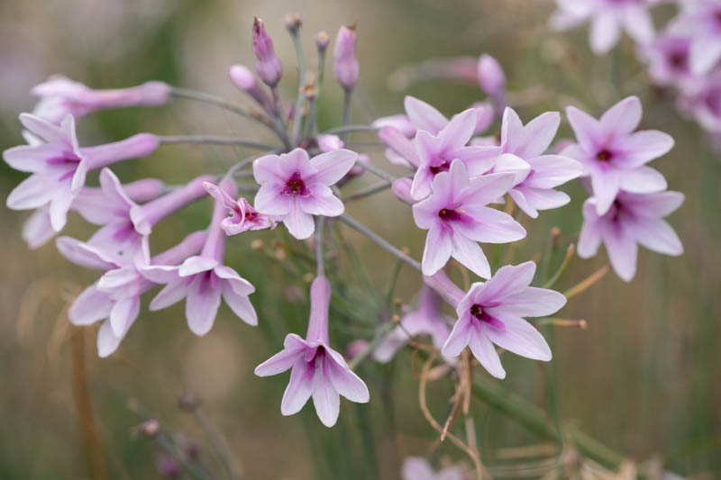 Tulbaghia Flower seeds for Planting Bright Blooms, Heirloom & GMO Free Seeds for Home Garden vegetable and garden seeds