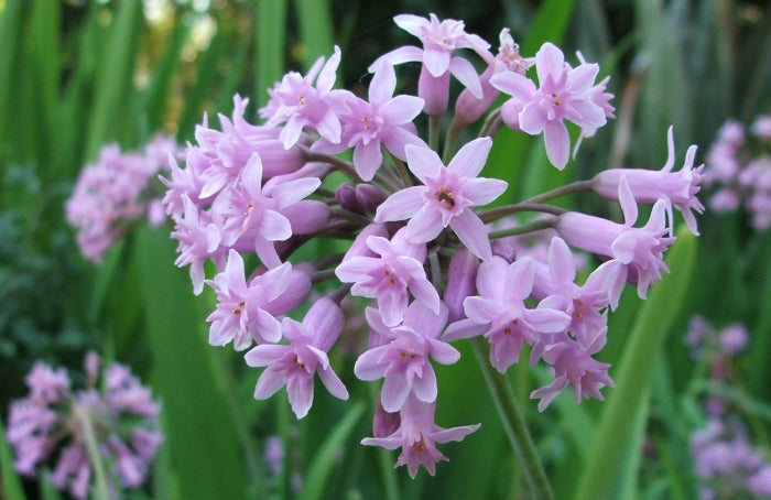 Heirloom Tulbaghia Flower seeds for Planting Wildflower Mix Heirloom & GMO Free Seeds for Home Garden