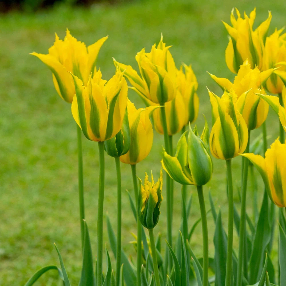 High quality Yellow Green Tulip Flower seeds for Planting Cottage Garden Essential, Heirloom & GMO Free Seeds for Home Garden seeds pack