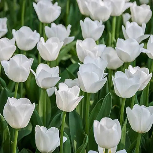 High quality Tulip Flower seeds for Planting Garden Favorite, Heirloom & GMO Free Seeds for Home Garden seeds pack