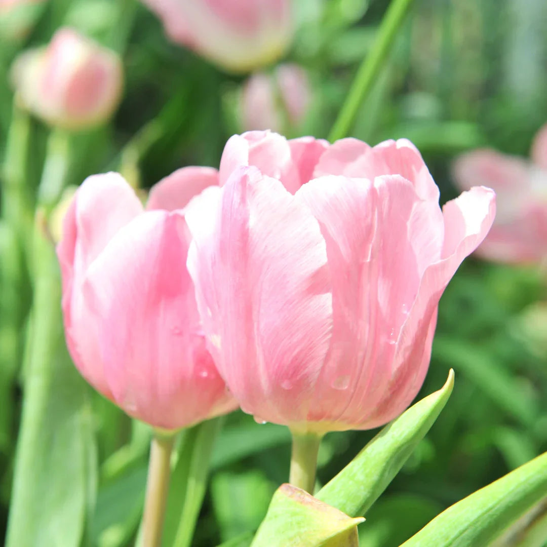 Tulip Flower seeds for Planting Pollinator Friendly Heirloom & GMO Free Seeds for Home Garden
