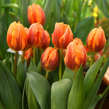 Orange Purple Tulip Flower seeds for Planting Hardy Variety Heirloom & GMO Free Seeds for Home Garden