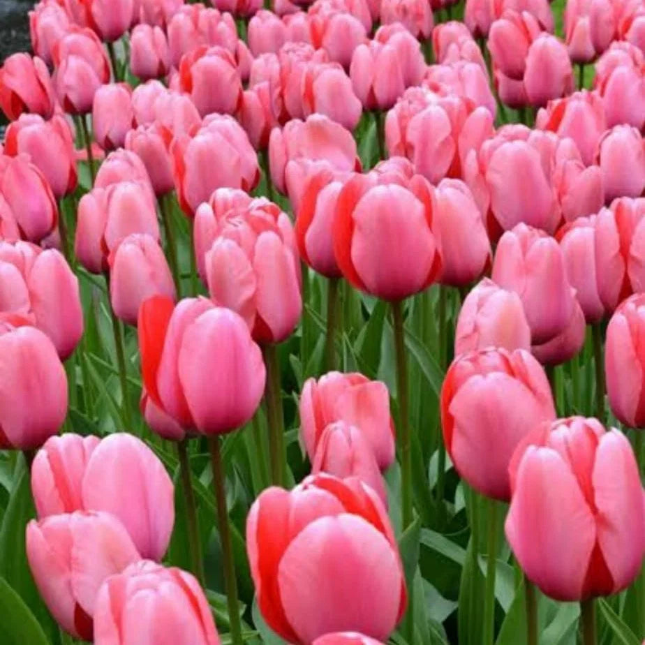 High quality Tulip Pink Flower seeds for Planting Hardy Variety, Heirloom & GMO Free Seeds for Home Garden seeds pack