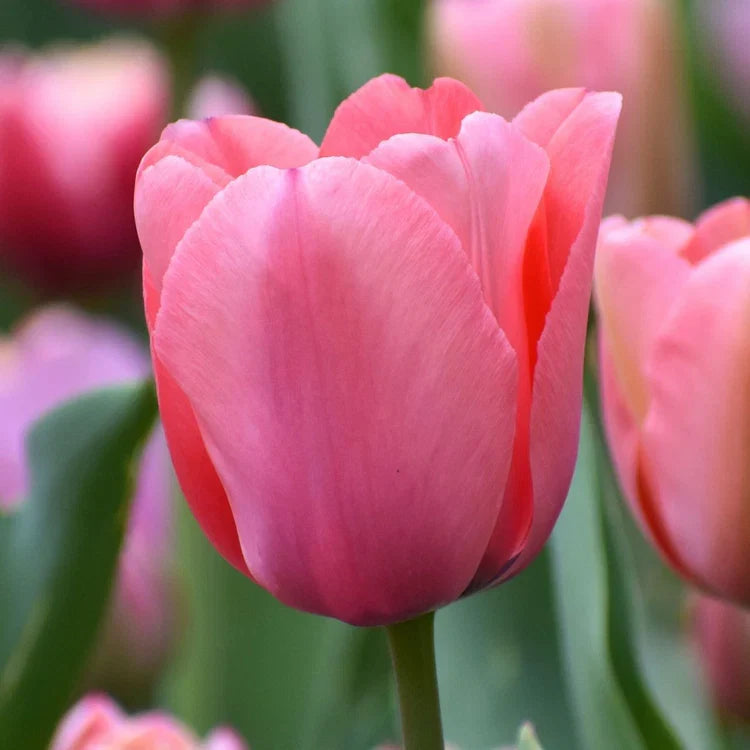 Tulip Pink Flower seeds for Planting Hardy Variety, Heirloom & GMO Free Seeds for Home Garden vegetable and garden seeds