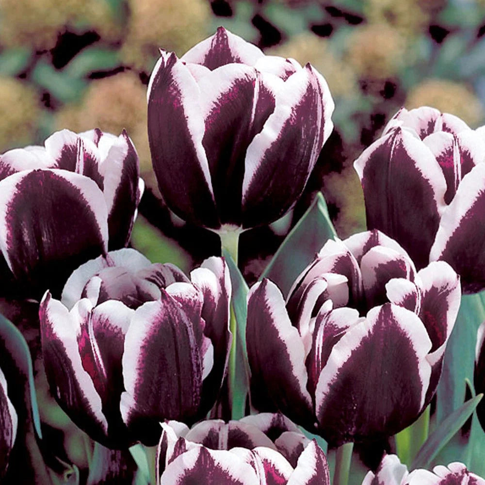 Jackpot Tulip Bulbs Flower seeds for Planting Cottage Garden Essential Heirloom & GMO Free Seeds for Home Garden