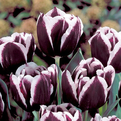Jackpot Tulip Bulbs Flower seeds for Planting Cottage Garden Essential Heirloom & GMO Free Seeds for Home Garden