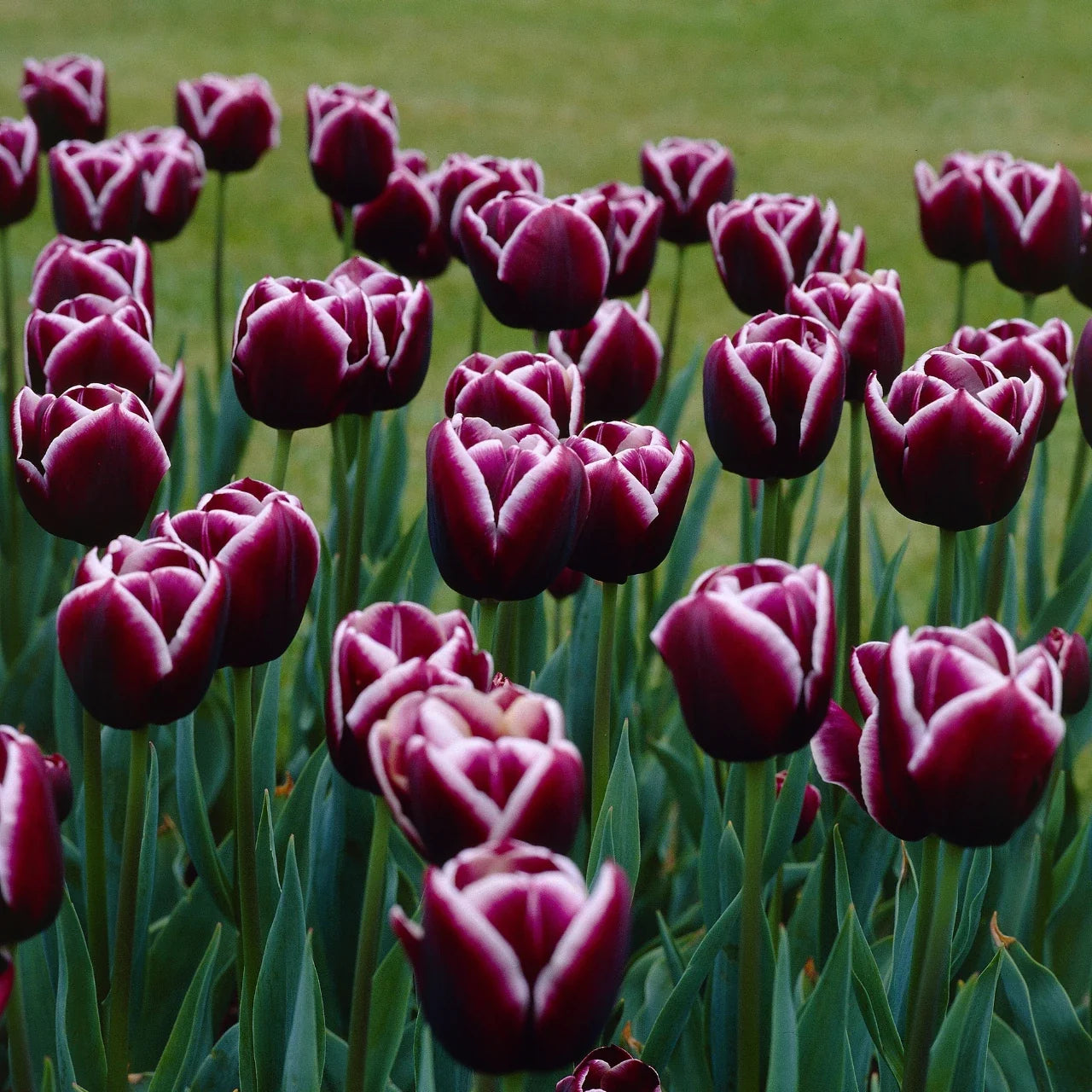 Jackpot Tulip Bulbs Flower seeds for Planting Cottage Garden Essential Heirloom & GMO Free Seeds for Home Garden