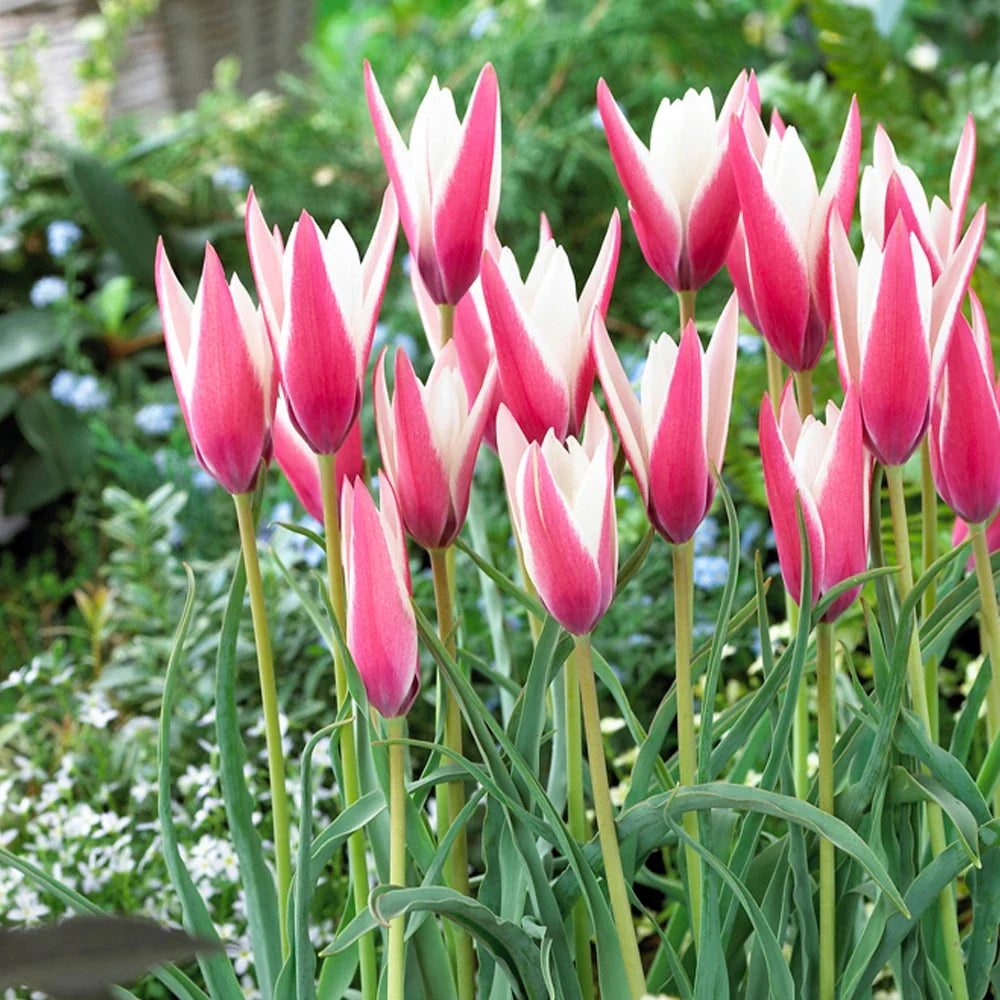 Peppermint Stick Tulip Flower seeds for Planting Easy to Grow Heirloom & GMO Free Seeds for Home Garden