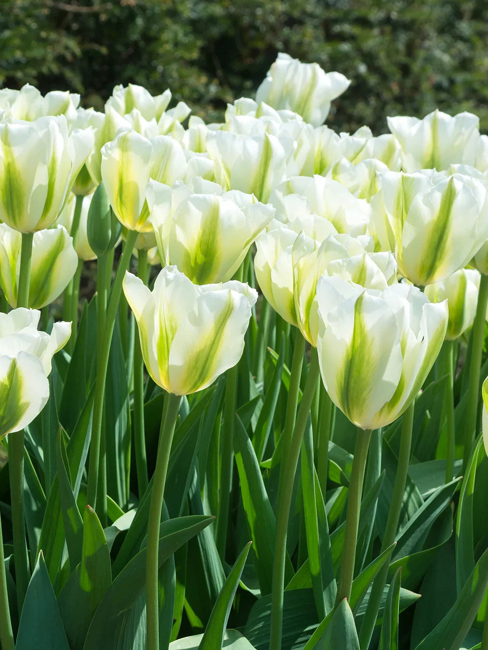 Green Tulip Flower Seeds for Planting