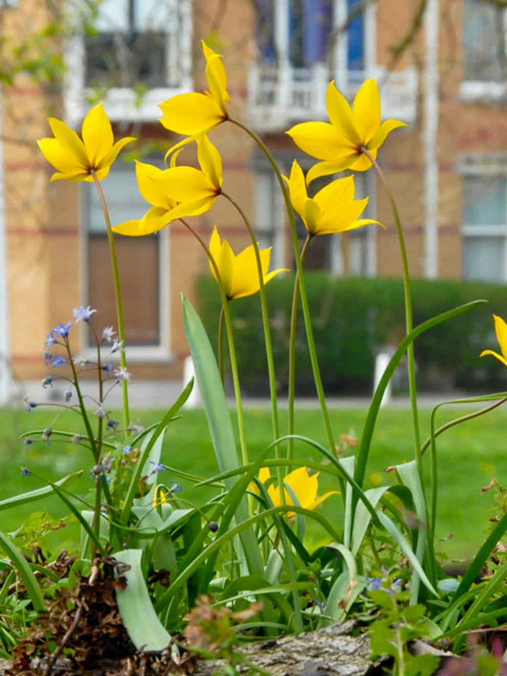 Tulipa Sylvestris Flower seeds for Planting Long Bloom Season, Heirloom & GMO Free Seeds for Home Garden vegetable and garden seeds