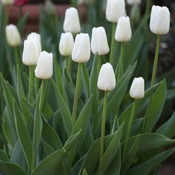 Premium Tulip Flower seeds for Planting Garden Favorite, Heirloom & GMO Free Seeds for Home Garden seeds