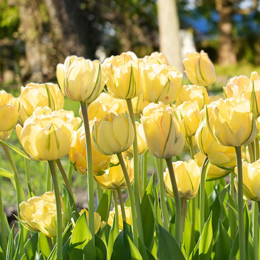 Premium Tulip Flower seeds for Planting Hardy Variety, Heirloom & GMO Free Seeds for Home Garden seeds