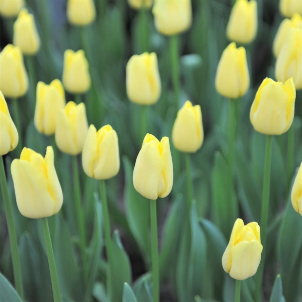 Green And Yellow Tulip Flower Seeds For Planting