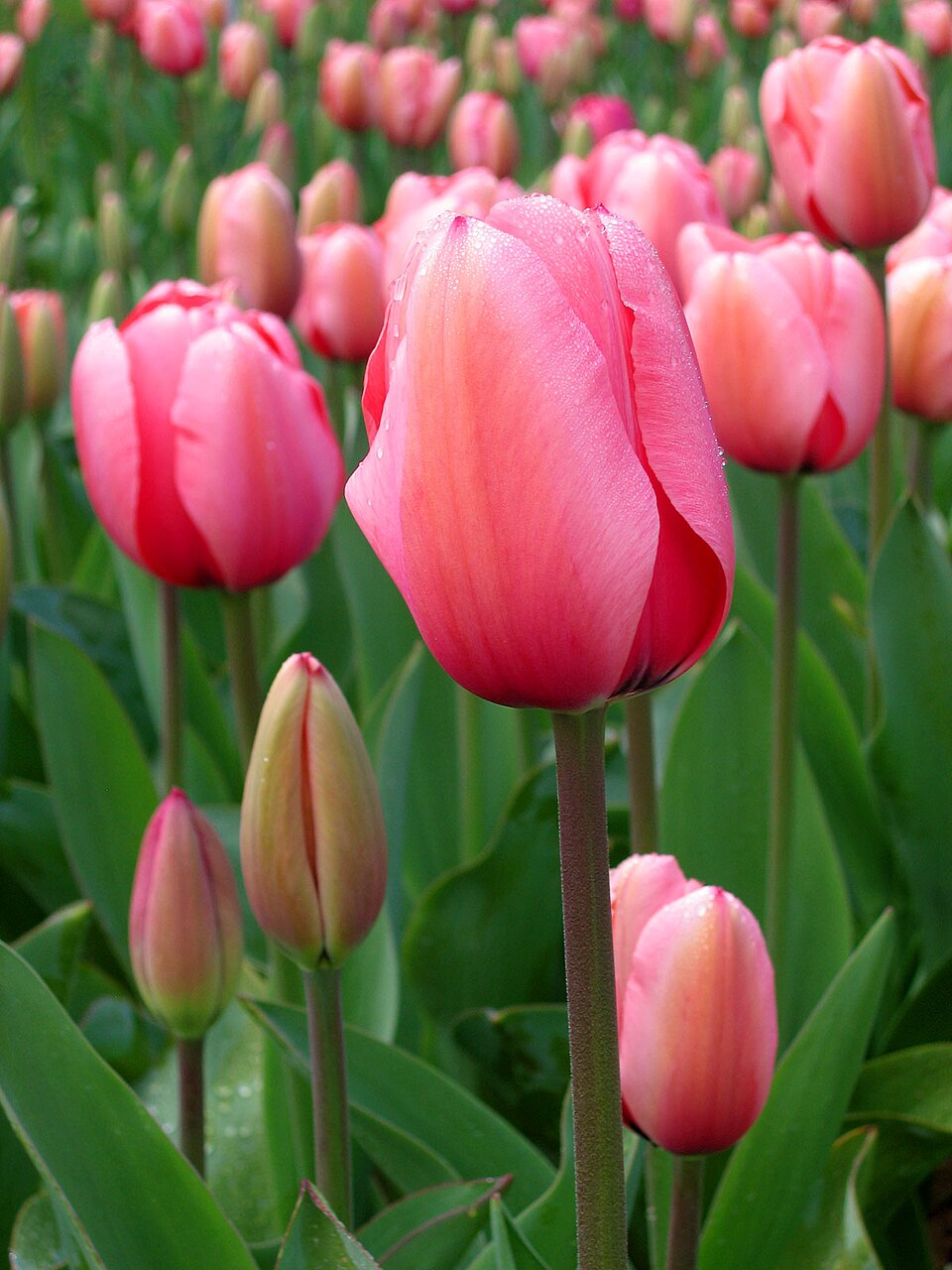 Premium Tulip Pink Flower seeds for Planting Hardy Variety, Heirloom & GMO Free Seeds for Home Garden seeds