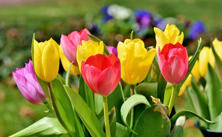Tulips Flower seeds for Planting Long Bloom Season, Heirloom & GMO Free Seeds for Home Garden seeds for planting
