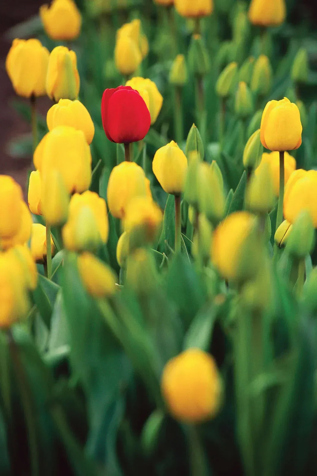 Green And Yellow Tulip Flower Seeds For Planting