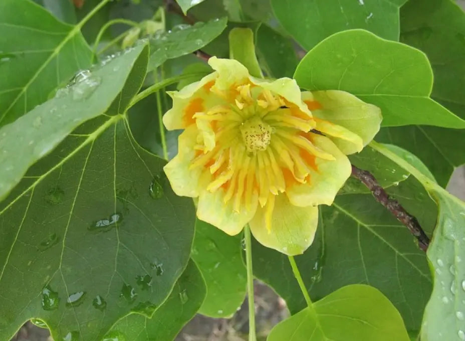 Tulpenbaum Flower seeds for Planting Sun Loving, Heirloom & GMO Free Seeds for Home Garden seeds for planting