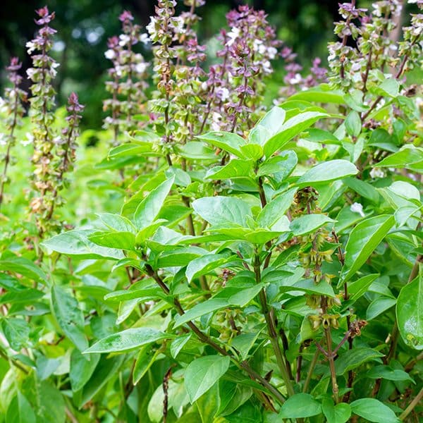 Tulsi Krishna Basil (Ocimum sanctum) Seeds