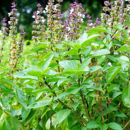 Tulsi Krishna Basil (Ocimum sanctum) Seeds