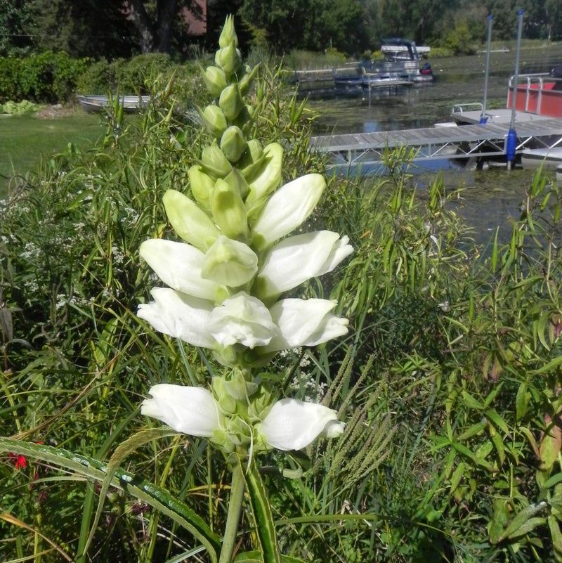 Premium White Turtlehead Flower seeds for Planting Wildflower Mix, Heirloom & GMO Free Seeds for Home Garden seeds