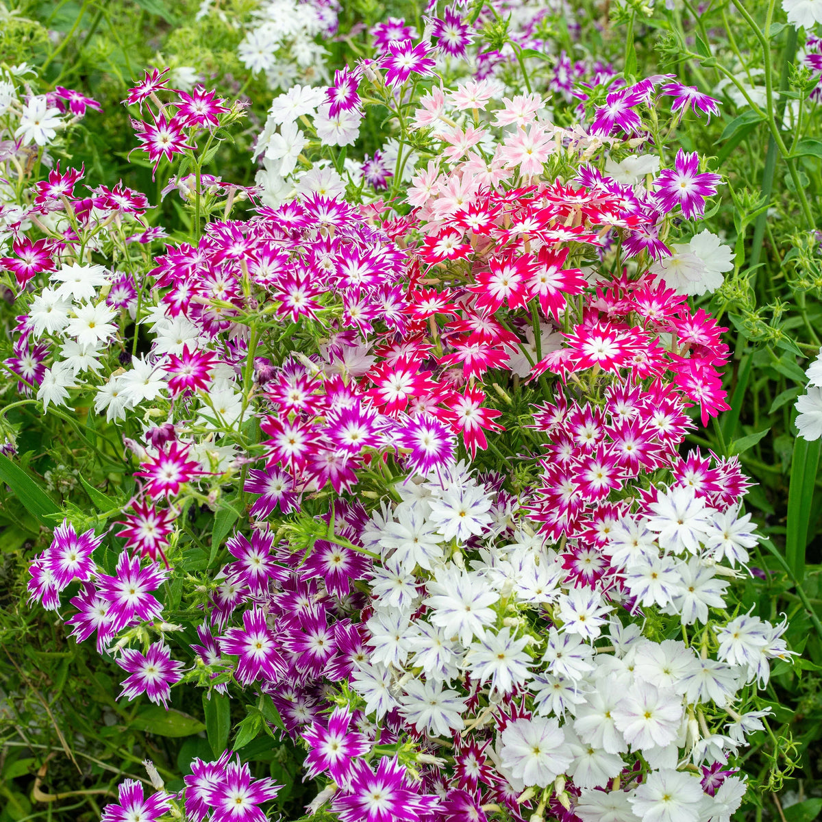 Twinkle Star Seeds for Planting
