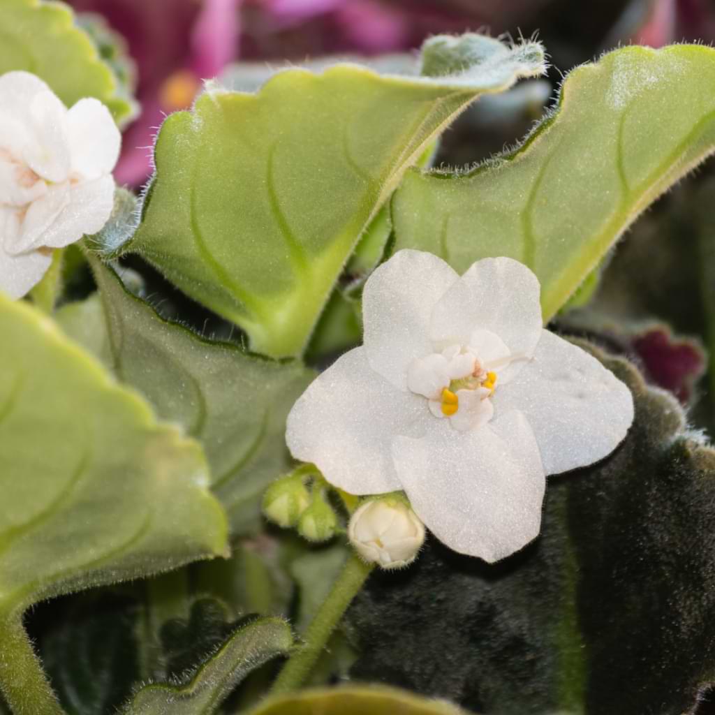 White Saintpaulia Flower seeds for Planting Pollinator Friendly, Heirloom & GMO Free Seeds for Home Garden seeds for planting