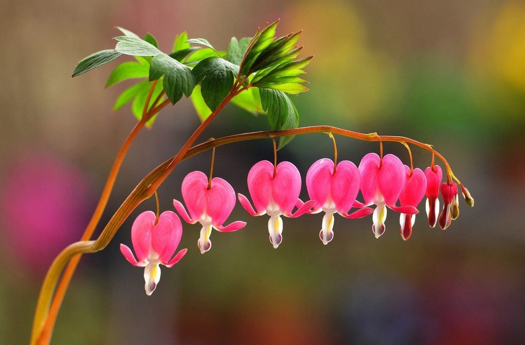 Pink Bleeding Hearts Flower seeds for Planting Pollinator Friendly, Heirloom & GMO Free Seeds for Home Garden vegetable and garden seeds