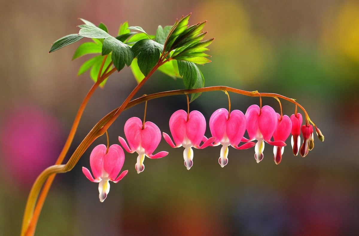 Bleeding Hearts Flower seeds for Planting Cottage Garden Essential Heirloom & GMO Free Seeds for Home Garden