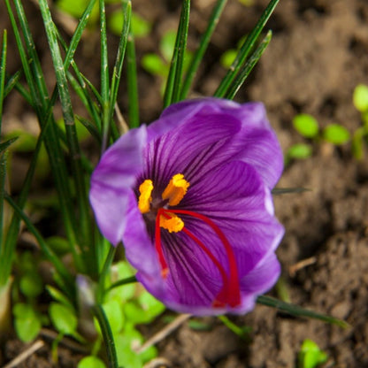 Crocus Flower seeds for Planting Cut Flower Favorite Heirloom & GMO Free Seeds for Home Garden