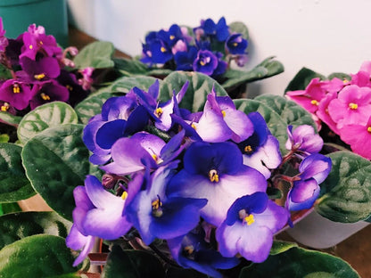African Violet Flower seeds for Planting Long Bloom Season Heirloom & GMO Free Seeds for Home Garden
