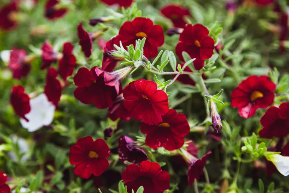 Red Calibrachoa Flower Seeds, Easy-to-Grow Heirloom Non-GMO Blooms for Hanging Baskets & Gardens