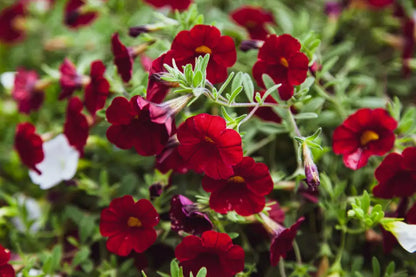 Red Calibrachoa Flower Seeds, Easy-to-Grow Heirloom Non-GMO Blooms for Hanging Baskets & Gardens