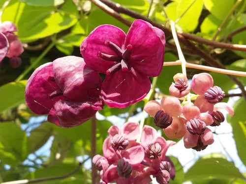 Akebia Quinata Flower seeds for Planting Cottage Garden Essential, Heirloom & GMO Free Seeds for Home Garden seeds for planting