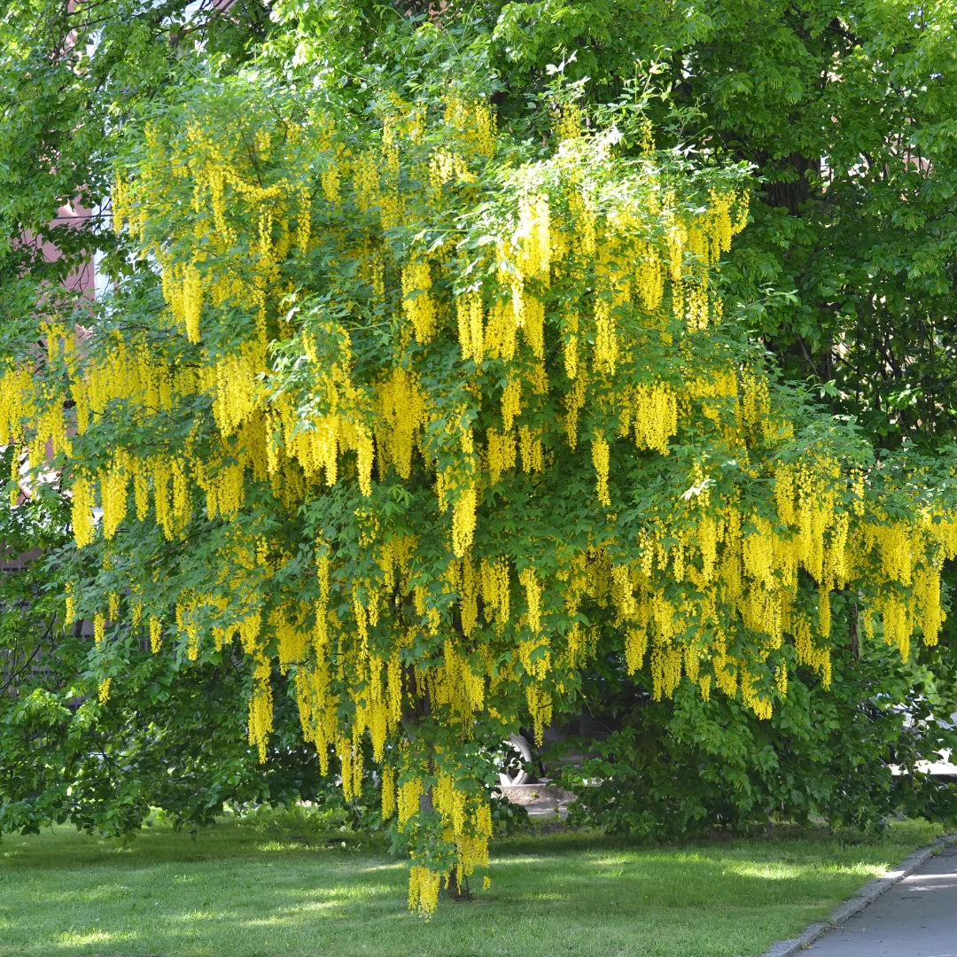 Light Yellow Crape Myrtle Tree Flower seeds for Planting Long Bloom Season, Heirloom & GMO Free Seeds for Home Garden Sale vegetable and garden seeds