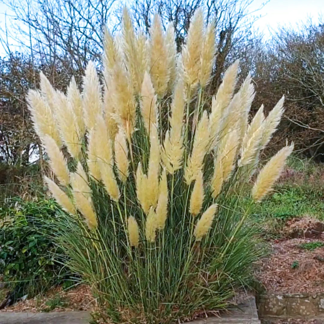 Pampas Flower seeds for Planting - Pollinator Friendly, Heirloom & GMO Free Seeds for Home Garden