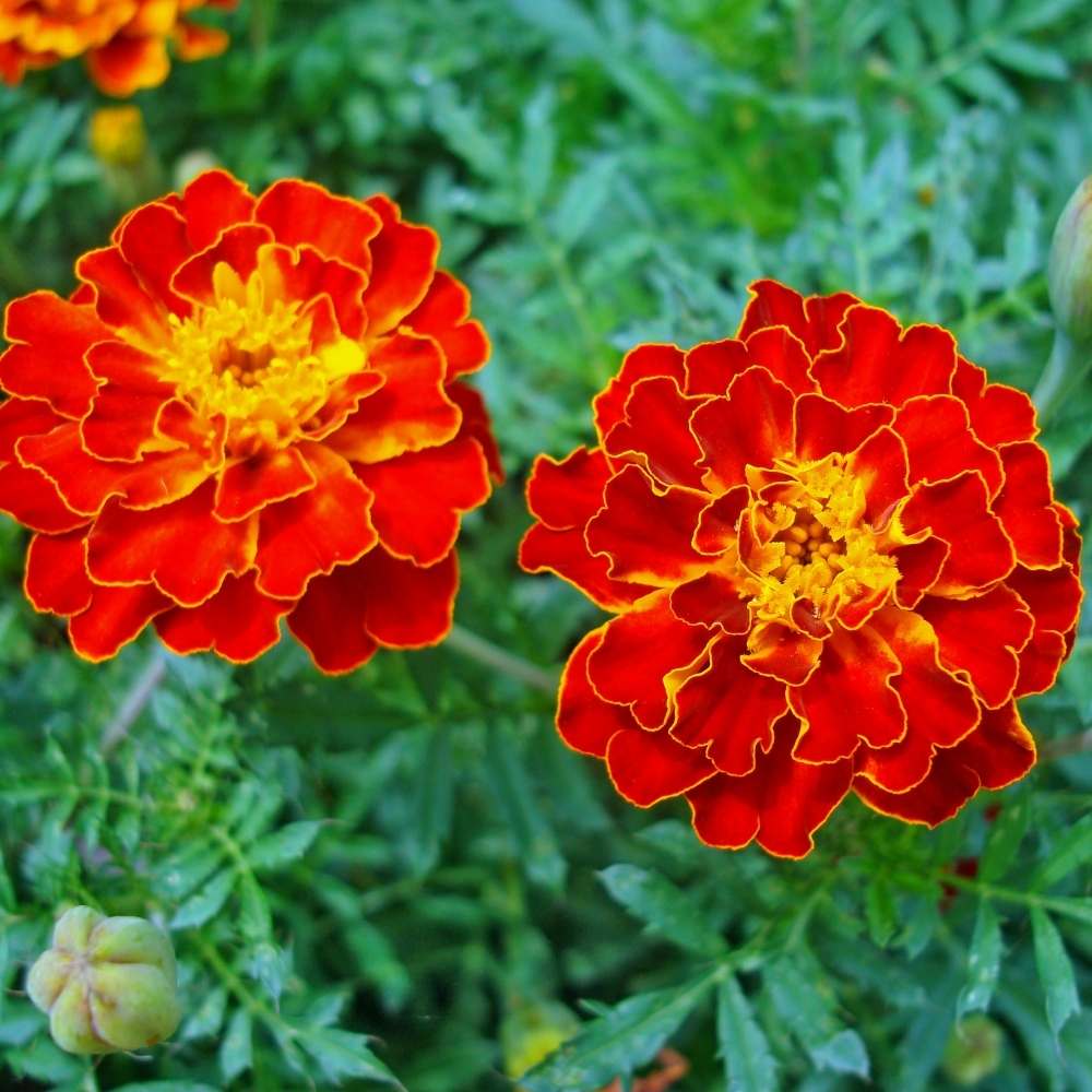 Premium Multi Colored Marigold Flower seeds for Planting Drought Tolerant, Heirloom & GMO Free Seeds for Home Garden seeds