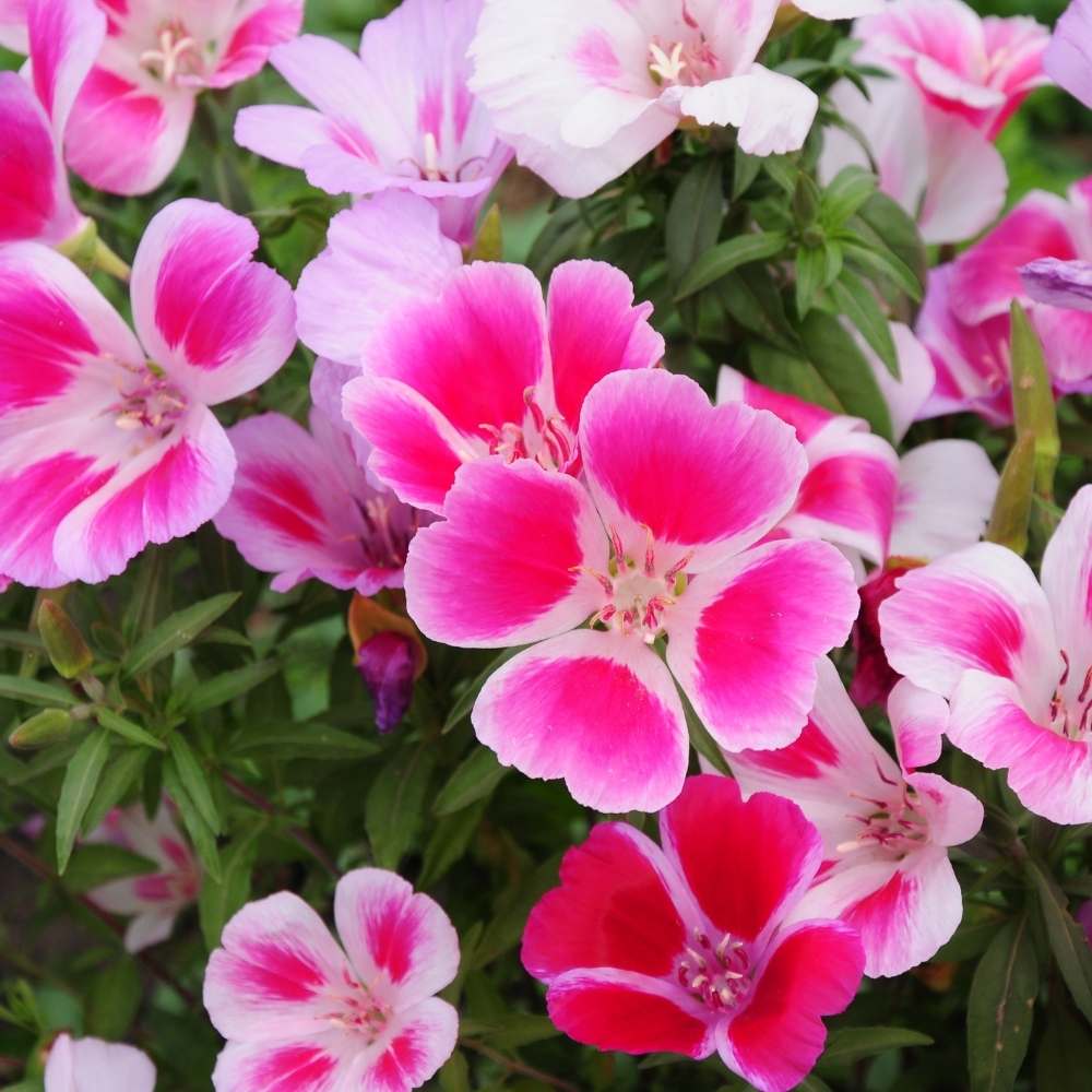 Premium Multicolor Azalea Flower seeds for Planting Cottage Garden Essential, Heirloom & GMO Free Seeds for Home Garden seeds