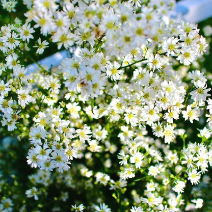 Gypsophila Flower seeds for Planting Low Maintenance Heirloom & GMO Free Seeds for Home Garden