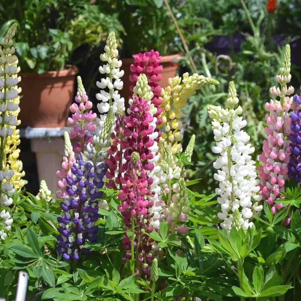 Lupin Pixie Flower seeds for Planting Fragrant Blossoms Heirloom & GMO Free Seeds for Home Garden