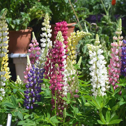 Lupin Pixie Flower seeds for Planting Fragrant Blossoms Heirloom & GMO Free Seeds for Home Garden