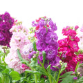 Light Pink Matthiola Flower seeds for Planting Colorful Display, Heirloom & GMO Free Seeds for Home Garden seeds for planting