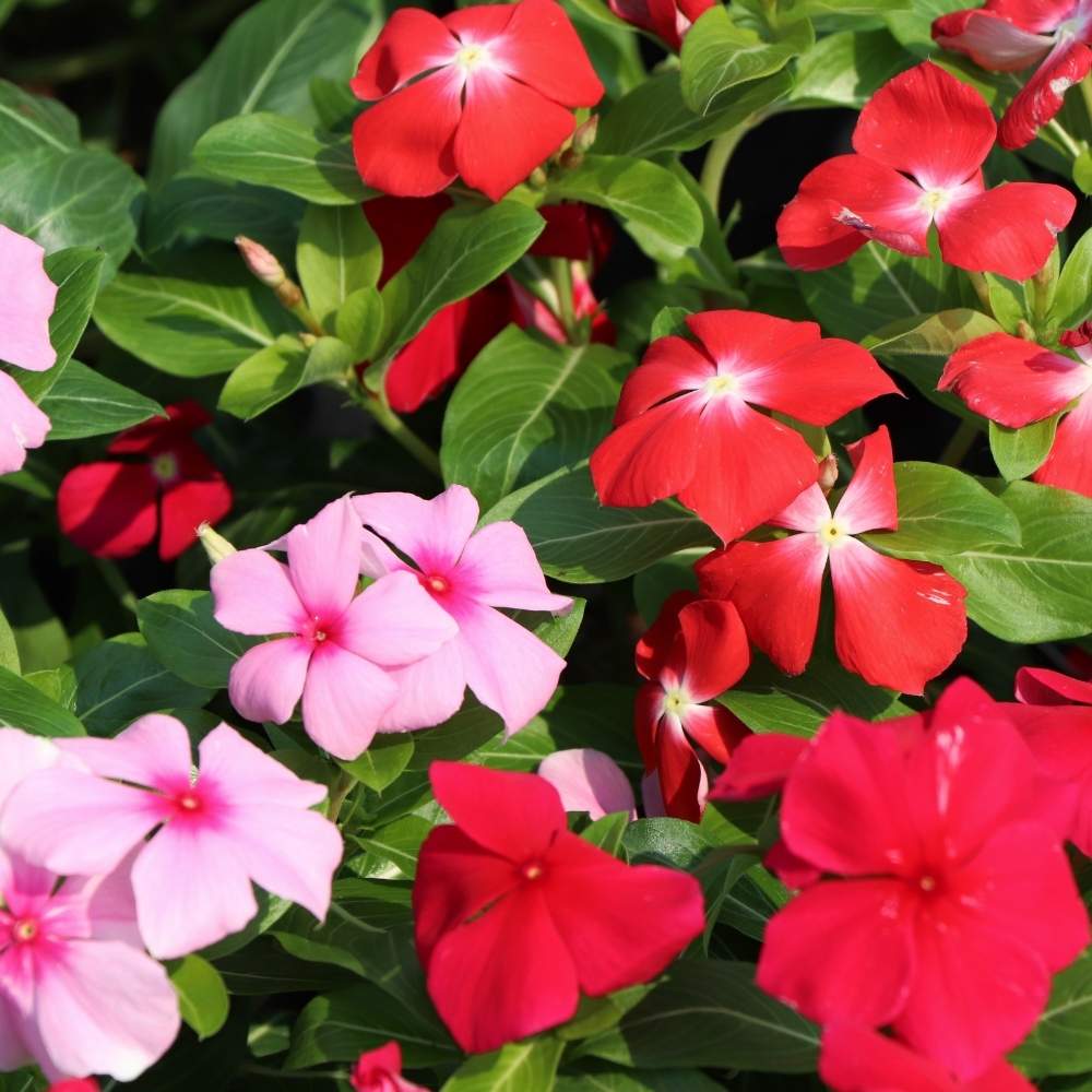Mixed Vinca Flower seeds for Planting Garden Favorite, Heirloom & GMO Free Seeds for Home Garden vegetable and garden seeds
