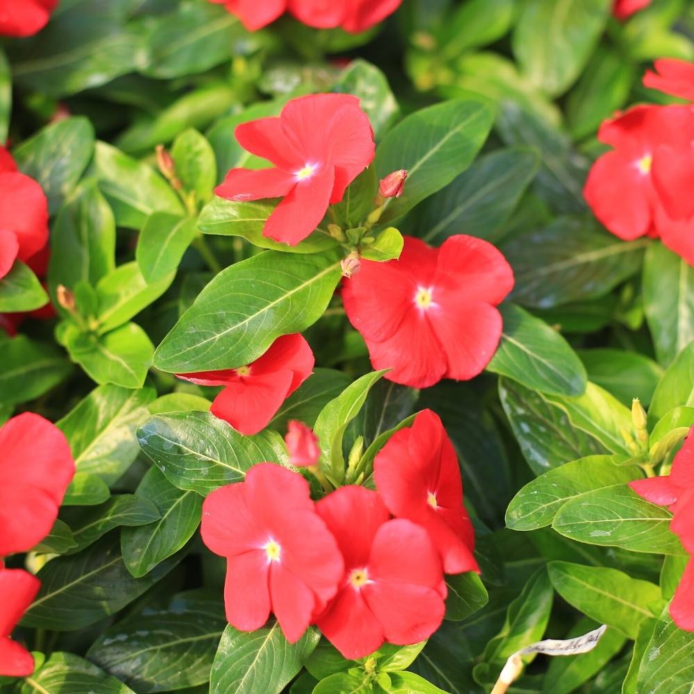 Heirloom Vinca Flower seeds for Planting Shade Tolerant Heirloom & GMO Free Seeds for Home Garden